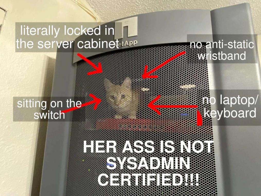 Image of cat in a server cabinet